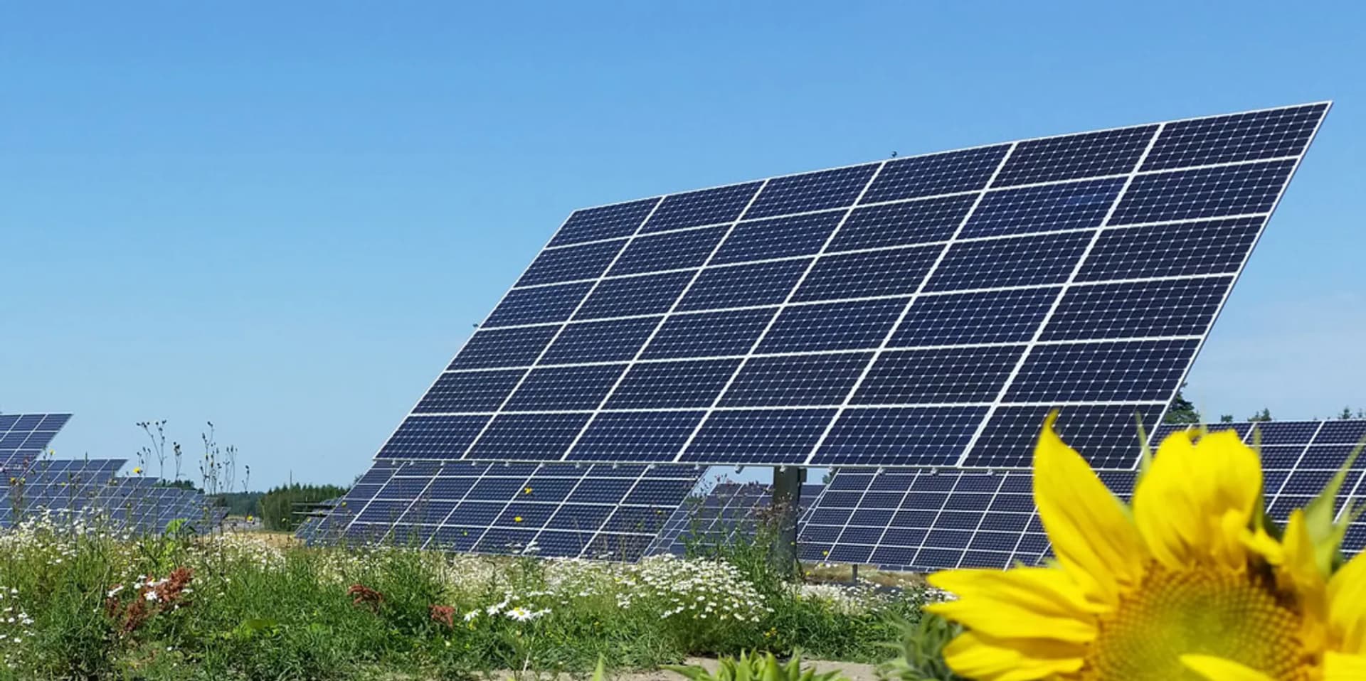 Ett fält med solrosor och en rad med solpaneler.