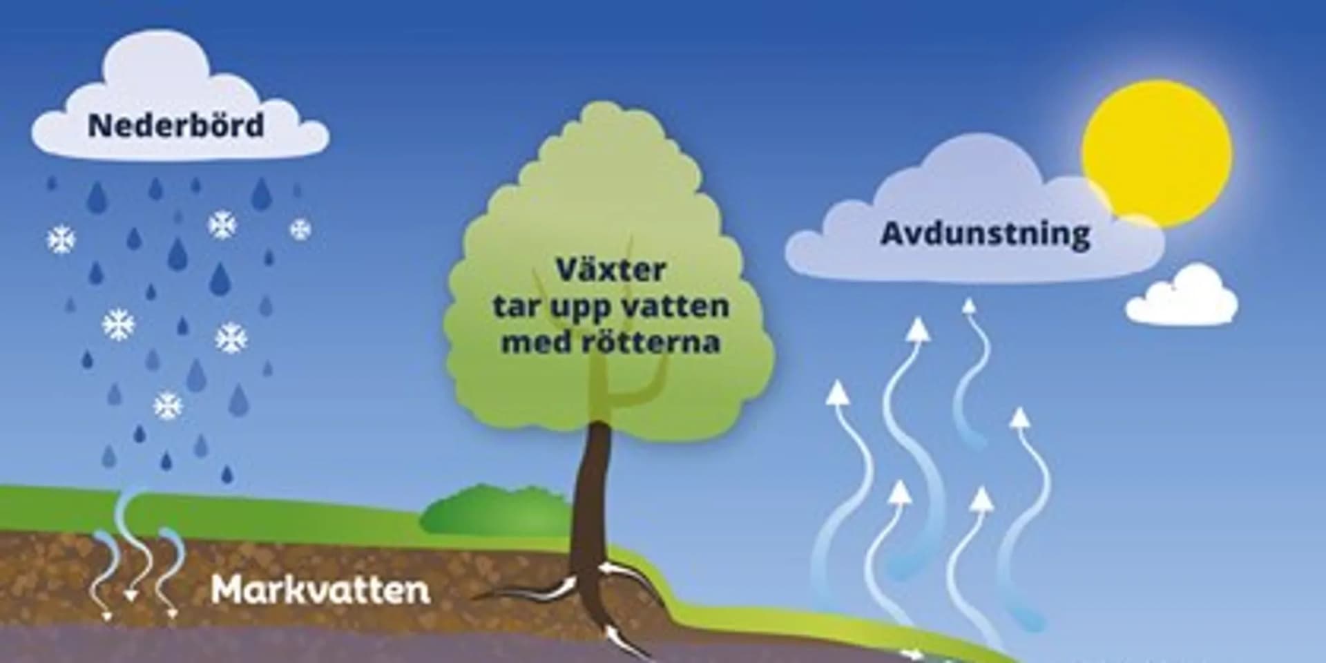 Ett diagram över vattnets kretslopp.