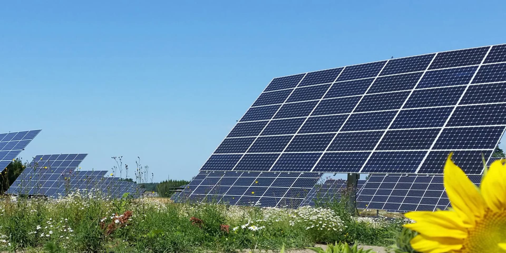 Ett fält med solrosor och en rad med solpaneler.