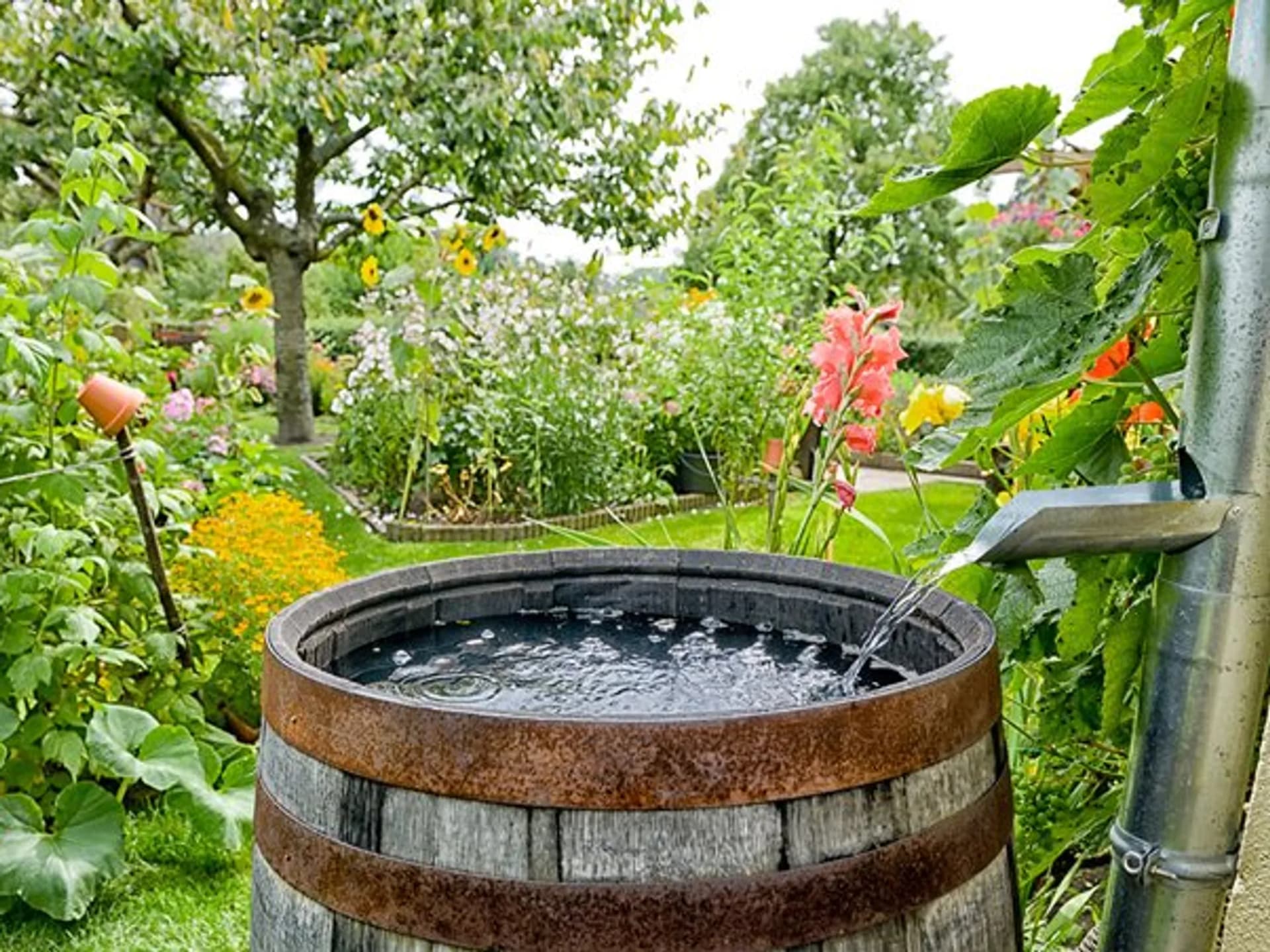 En trätunna fylld med vatten i en trädgård.