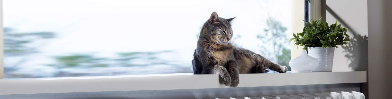 katt-element Katt njuter liggande på ett elemant