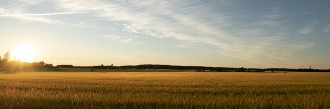 Bild över en gyllene åker i solnedgång