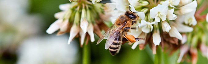 Bin som sitter på blommor