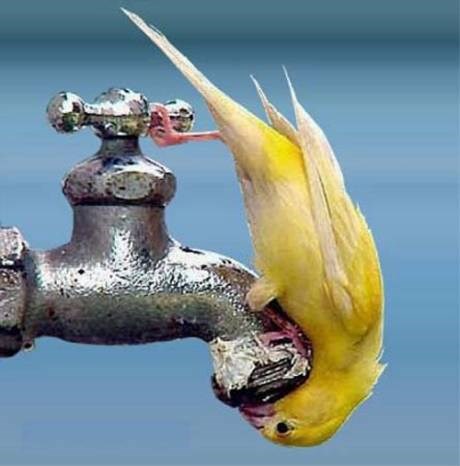 En vattenkran med en papegoja på 